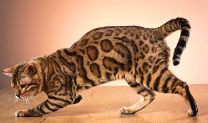 如何延長孟加拉貓壽命