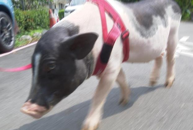 如何延長寵物豬壽命