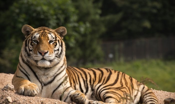 老虎與貓的關係