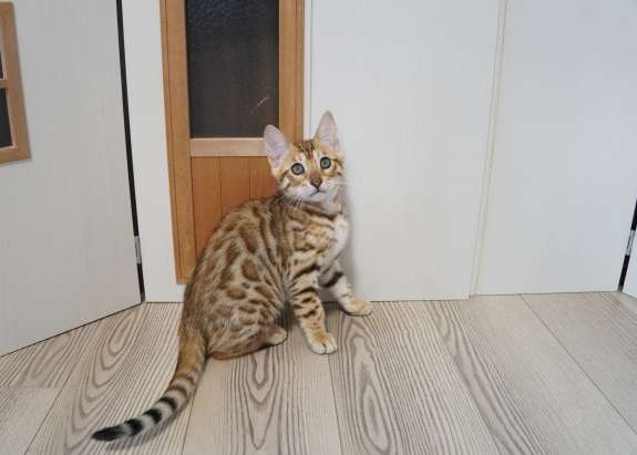 孟加拉貓平均壽命