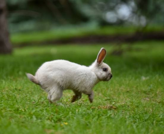 延長兔子壽命方法