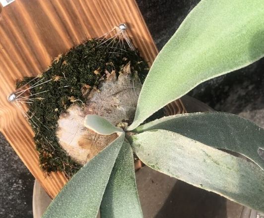 銀鹿鹿角蕨 照顧 銀鹿鹿角蕨 照顧