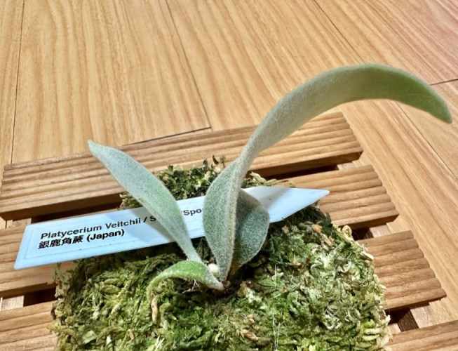 銀鹿鹿角蕨 照顧 銀鹿鹿角蕨 照顧