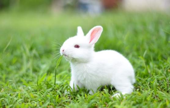 養兔子麻煩嗎