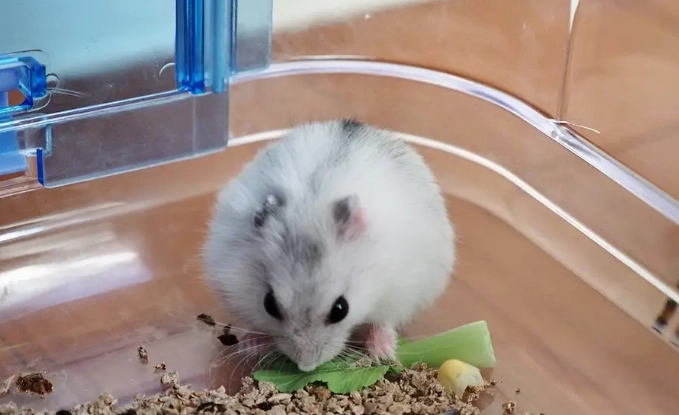 銀狐鼠行為 銀狐鼠行為