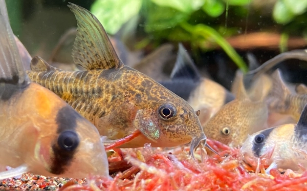 如何延長鼠魚壽命