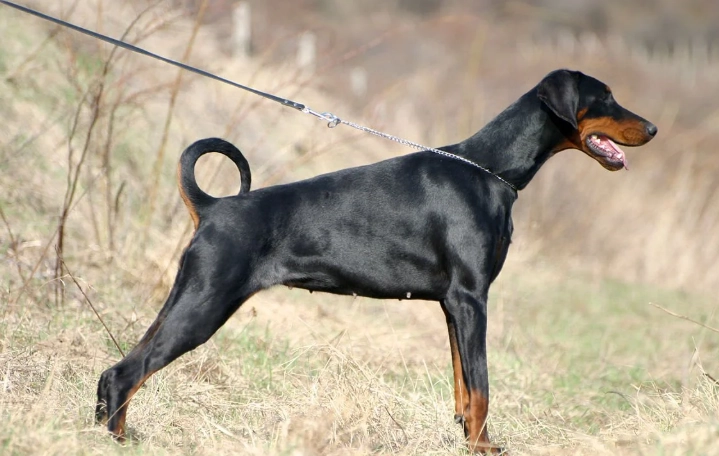 延長杜賓壽命方法