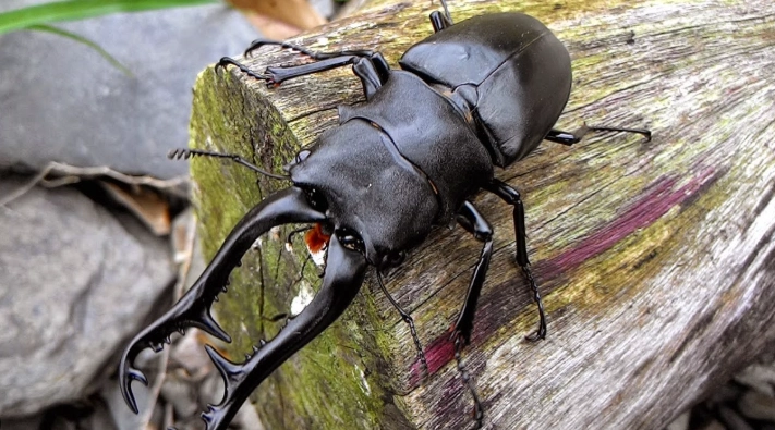 鍬形蟲飼養方法
