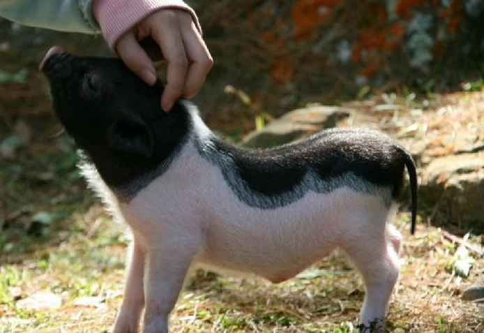 迷你豬飼養