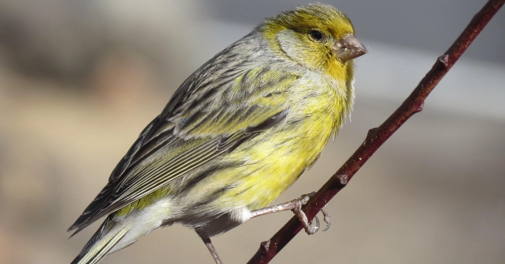 金絲雀文化意義 金絲雀文化意義