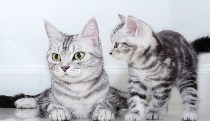 美國短毛貓毛色