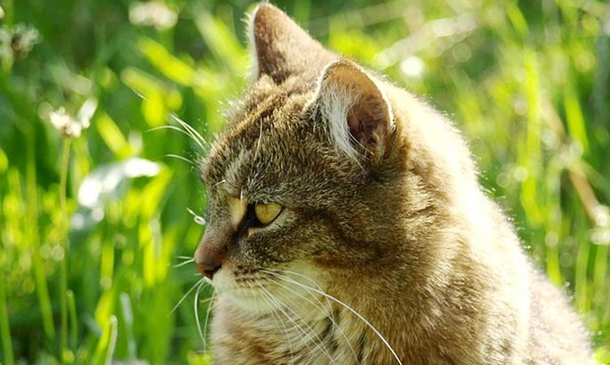 貓咪植物安全 貓咪植物安全