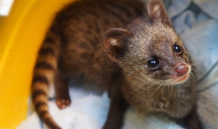 白鼻心寵物 白鼻心寵物