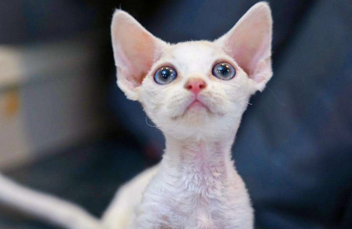 柯尼斯捲毛貓 飼養