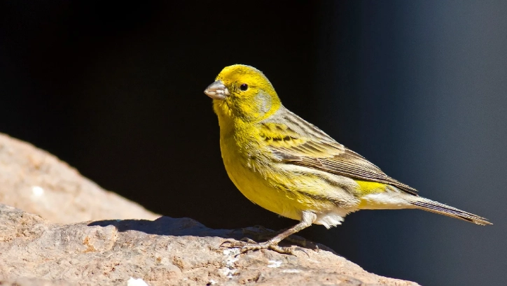 金絲雀文化意義 金絲雀文化意義
