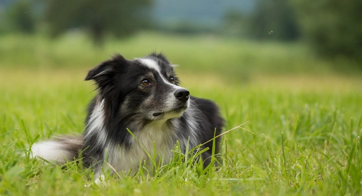 純種邊境牧羊犬飼養 純種邊境牧羊犬飼養