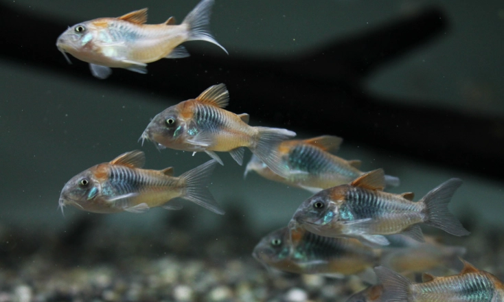 青鼠魚 常見問題 青鼠魚 常見問題