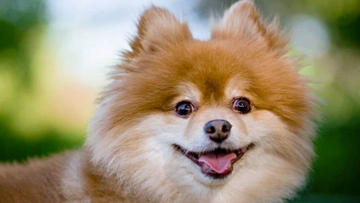 博美犬性格 博美犬性格