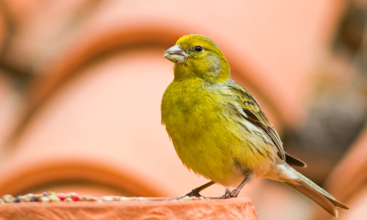 金絲雀預警系統 金絲雀預警系統
