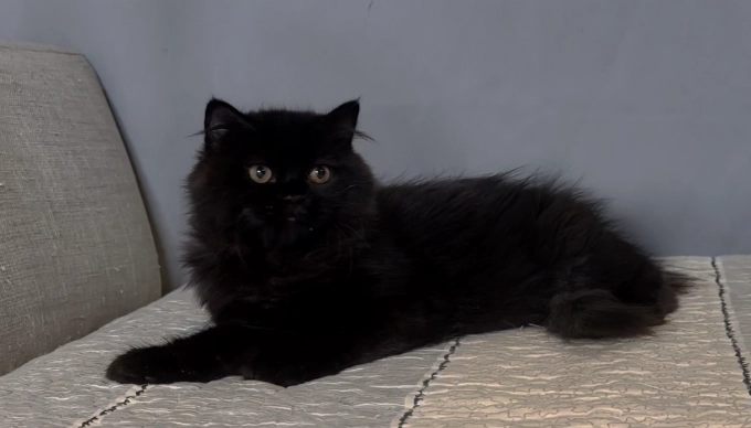 黑色英國長毛貓 黑色英國長毛貓