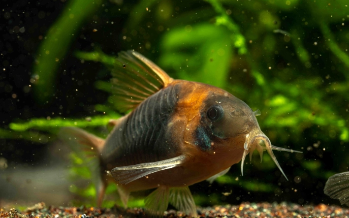 青鼠魚 習性 青鼠魚 習性