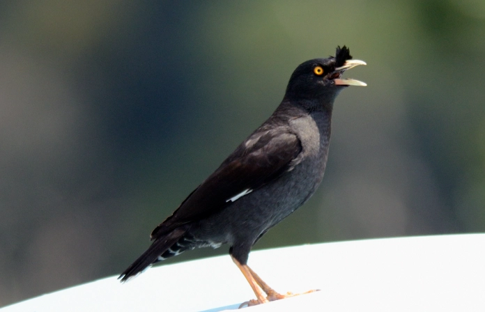 八哥鳥飼養 八哥鳥飼養