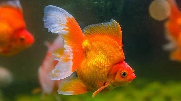 金魚缸密度計算