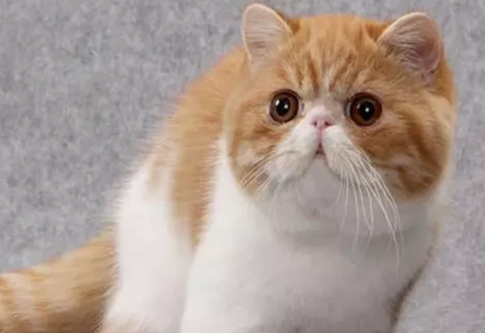 喜馬拉雅貓品種 喜馬拉雅貓品種