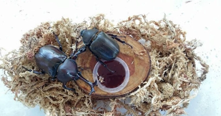 獨角仙飼養方法 獨角仙飼養方法