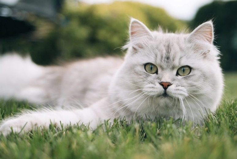 英國長毛貓飼養困難 英國長毛貓飼養困難