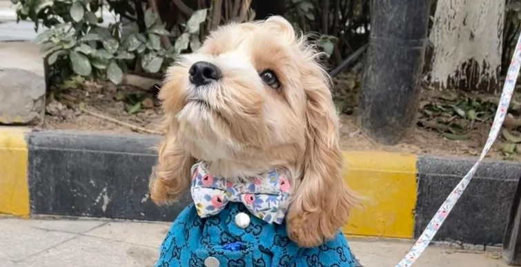 可卡布犬智力測試 可卡布犬智力測試