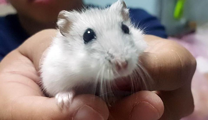 銀狐鼠飼養 銀狐鼠飼養