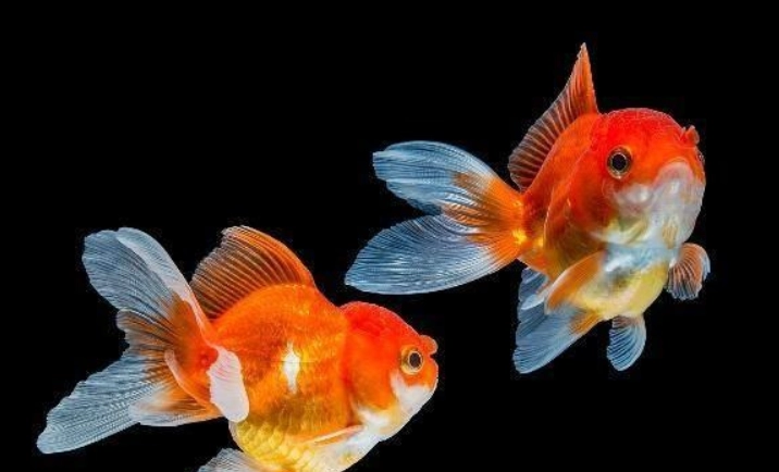 金魚缸密度計算