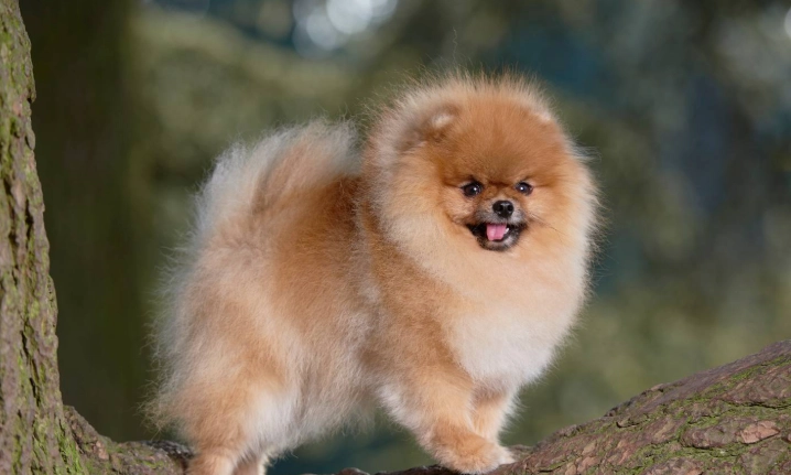 博美犬性格 博美犬性格