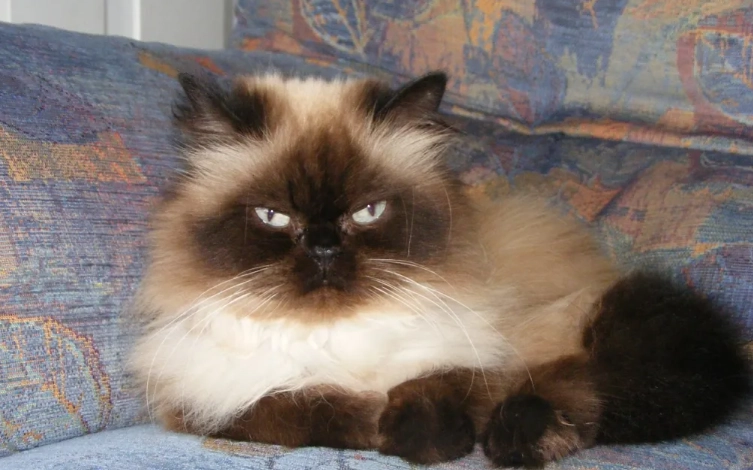 喜馬拉雅貓性格 喜馬拉雅貓性格