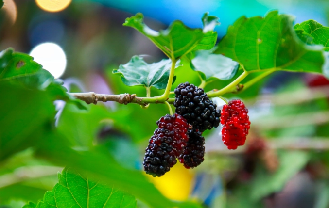 山楂桑葉茶作法