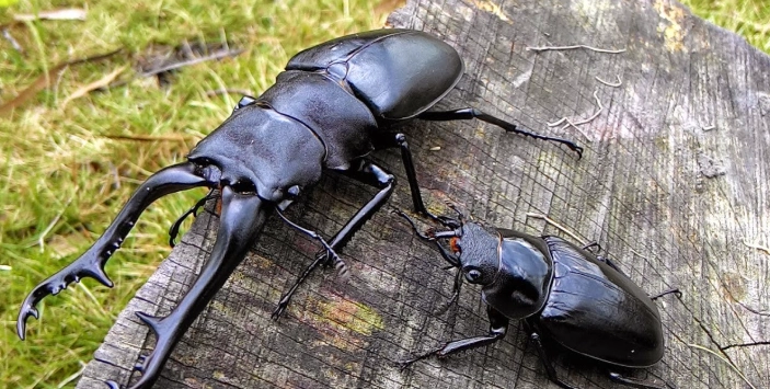 鍬形蟲飼養環境