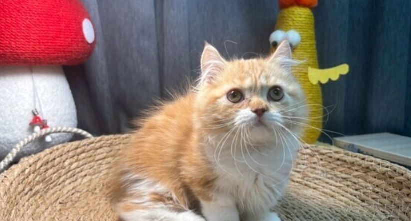 金漸層貓飼養方法