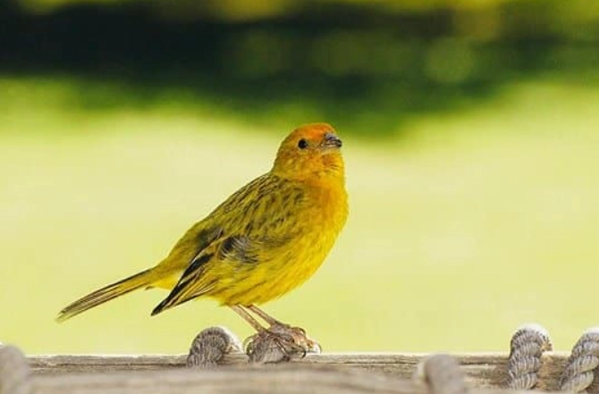 金絲雀預警系統 金絲雀預警系統