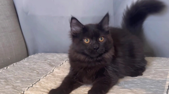 英國長毛貓飼養 英國長毛貓飼養