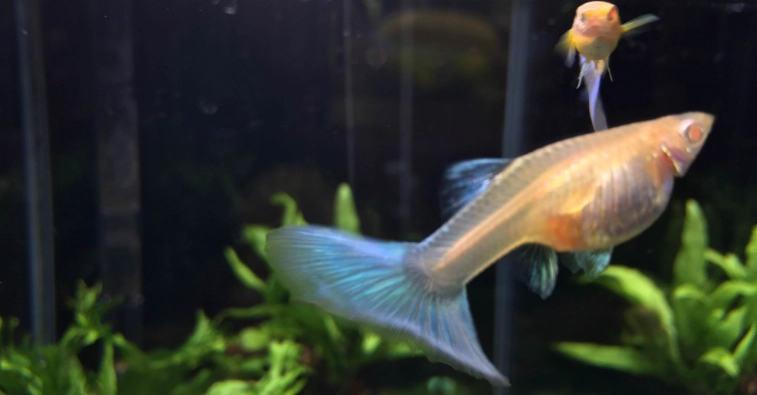 孔雀魚懷孕初期症狀 孔雀魚懷孕初期症狀