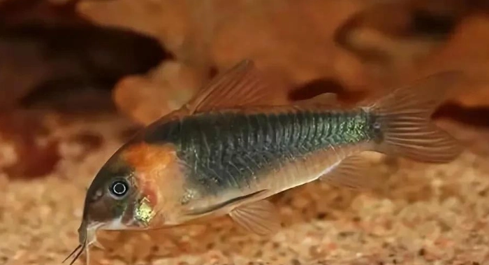 青鼠魚 飼養 青鼠魚 飼養