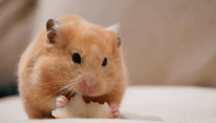 布丁鼠壽命 布丁鼠壽命