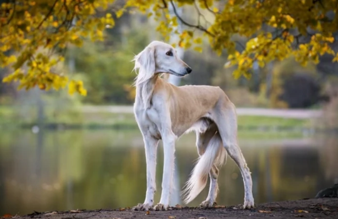 薩路基獵犬 健康問題 薩路基獵犬 健康問題