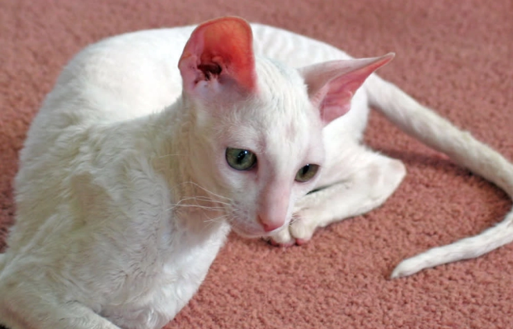 柯尼斯捲毛貓 飼養