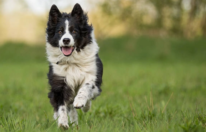 邊境牧羊犬特徵 邊境牧羊犬特徵