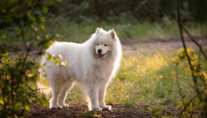 薩摩耶犬優缺點