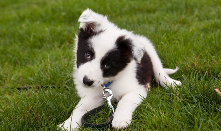 邊境牧羊犬特點 邊境牧羊犬特點