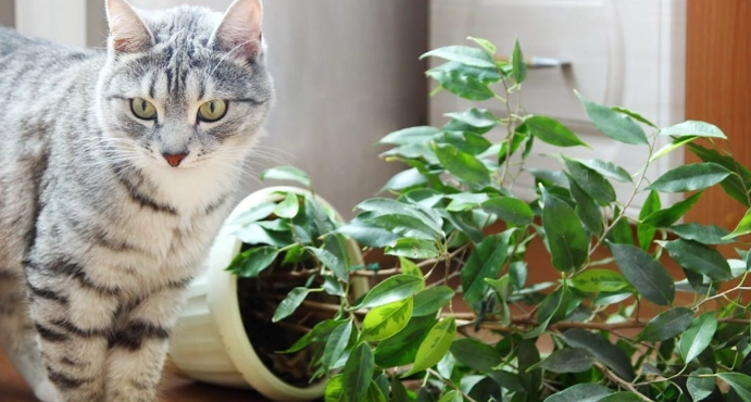 對貓有毒的植物 對貓有毒的植物