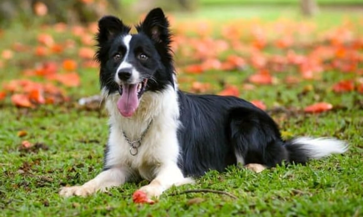 邊境牧羊犬特點 邊境牧羊犬特點